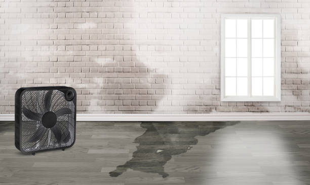 Best Sewage cleanup and water damage restoration  in Pilot Point, TX