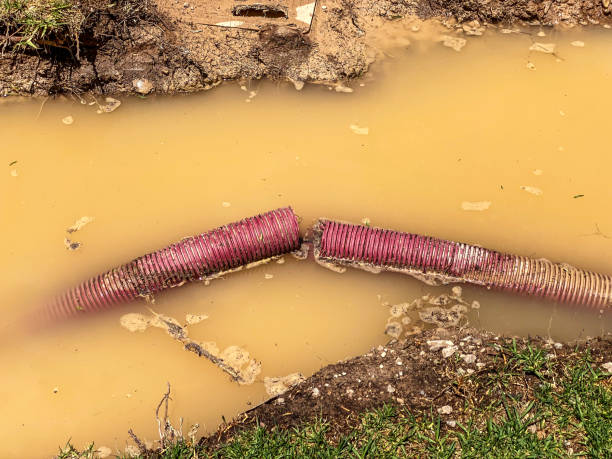 Best Mold removal after water damage  in Pilot Point, TX